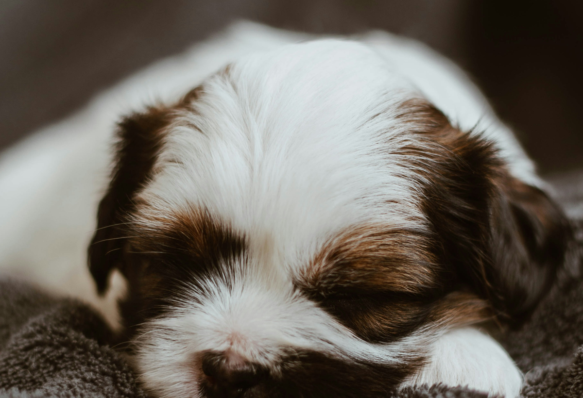 A brown-and-white puppy sleeps with a loose face on a soft grey blanket.